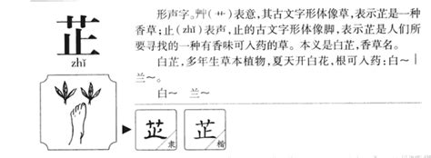 芷的含義|迷之芬芳——「芷」字的含義